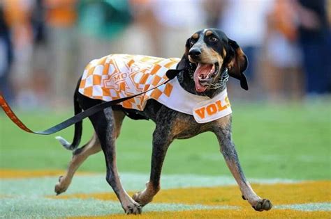 Tennessee mascot dog breed